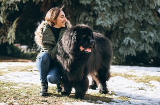 Кинологическая ассоциация: кавказская овчарка подходит только опытным владельцам