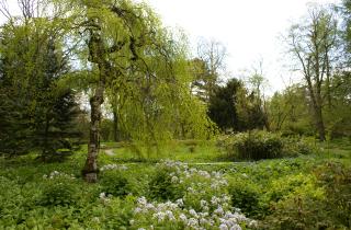 Групповая посадка деревьев ускоряет осушение участка — агрономы