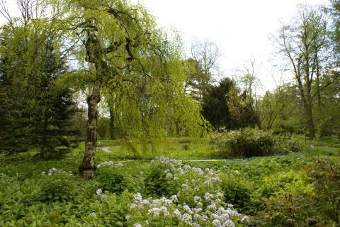Групповая посадка деревьев ускоряет осушение участка — агрономы