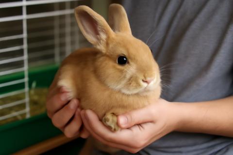 Молодые кролики быстрее привыкают к новому дому — кинологи