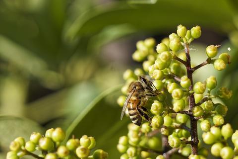 Шеффлеру обрезают над листом чтобы растение ветвилось и не вытягивалось — House Digest