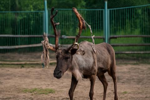 Ультрафиолетовое зрение оленей может объяснить красный нос Рудольфа — биолог Натаниэль Домини
