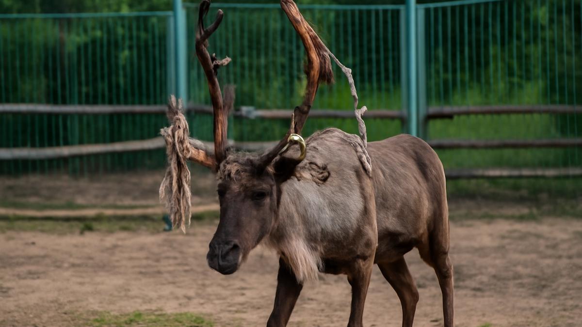 Северный олень в зоопарке