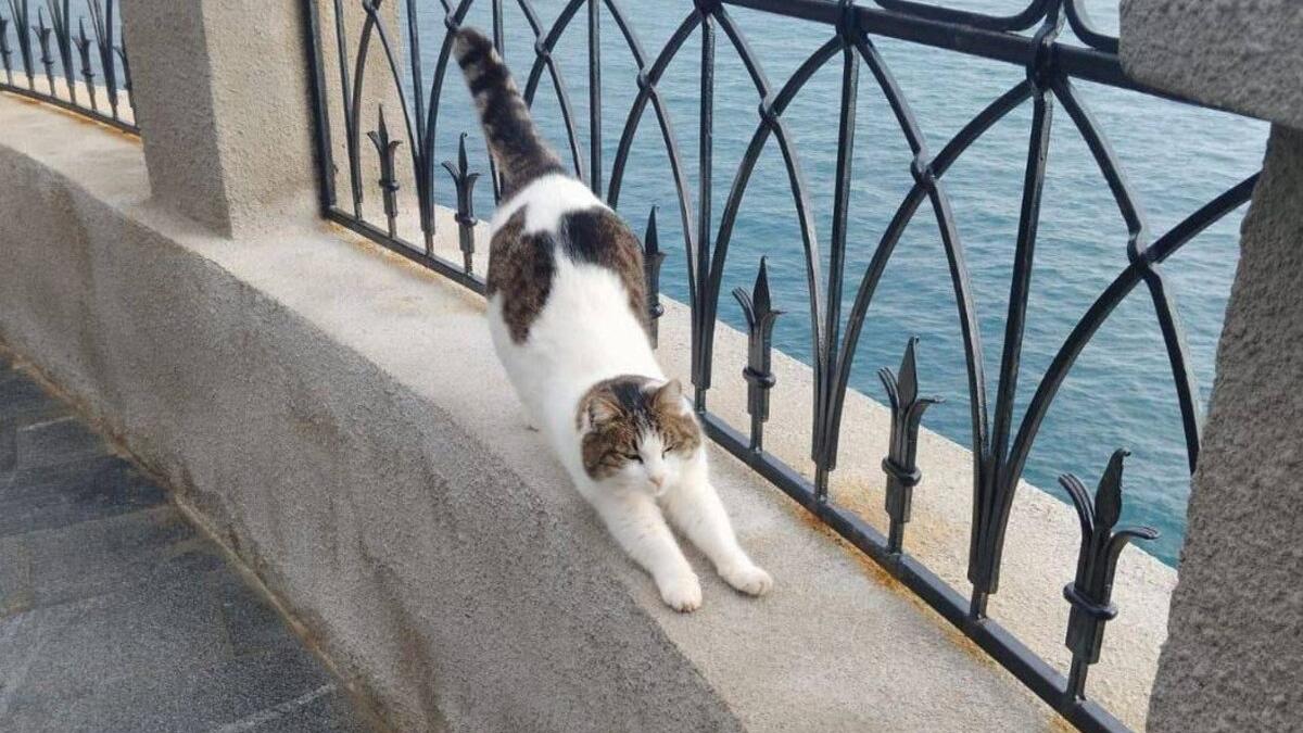 Кошка Муся