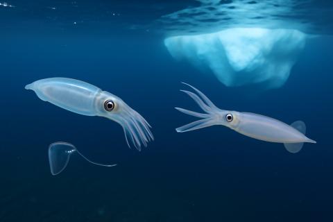 Исследование в Communications Biology показало наличие у нектокарид вентрального ганглия, характерного для червей