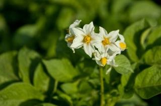 Посадка картофеля с соблюдением глубины и расстояния повышает урожай — агроном Сергей Пахомов