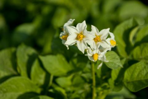Посадка картофеля с соблюдением глубины и расстояния повышает урожай — агроном Сергей Пахомов Посадка картофеля с соблюдением глубины и расстояния повышает урожай — агроном Сергей Пахомов
