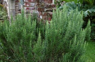 Базилик и розмарин оказались на одной клумбе — один из них начал чахнуть, причина удивила