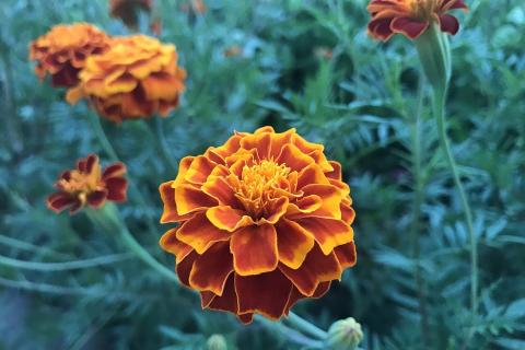 Посадка бархатцев осенью помогает улучшить экосистему сада и ускоряет рост — специалисты Посадка бархатцев осенью помогает улучшить экосистему сада и ускоряет рост — специалисты