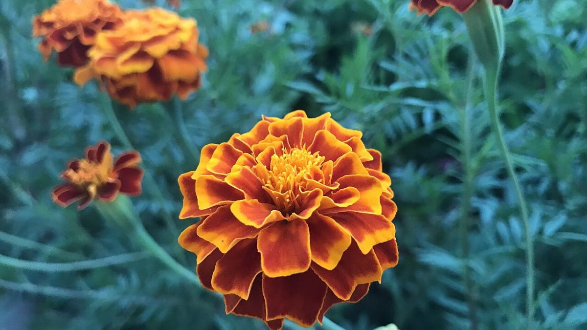 Бархатцы Бархатцы