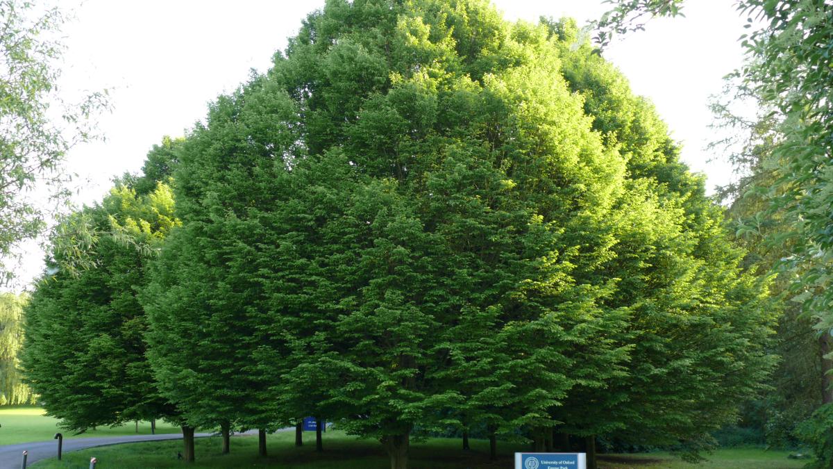 Европейский граб (Carpinus betulus) Европейский граб (Carpinus betulus)