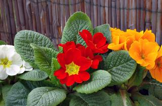 Декабрьские посевы ускоряют цветение рассады — агрономы