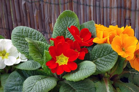 Декабрьские посевы ускоряют цветение рассады — агрономы