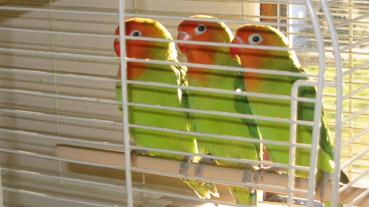 Три птицы Agapornis lilianae, неразлучники