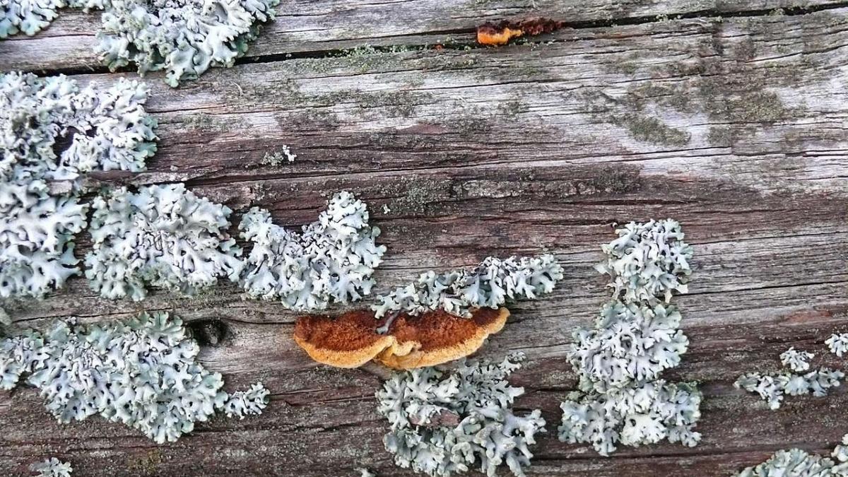 Дерево поражённое лишайниками Дерево поражённое лишайниками