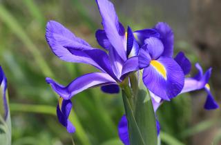 Посадка ирисов на солнечном участке обеспечивает пышное цветение весной — ботаник Анна Крылова