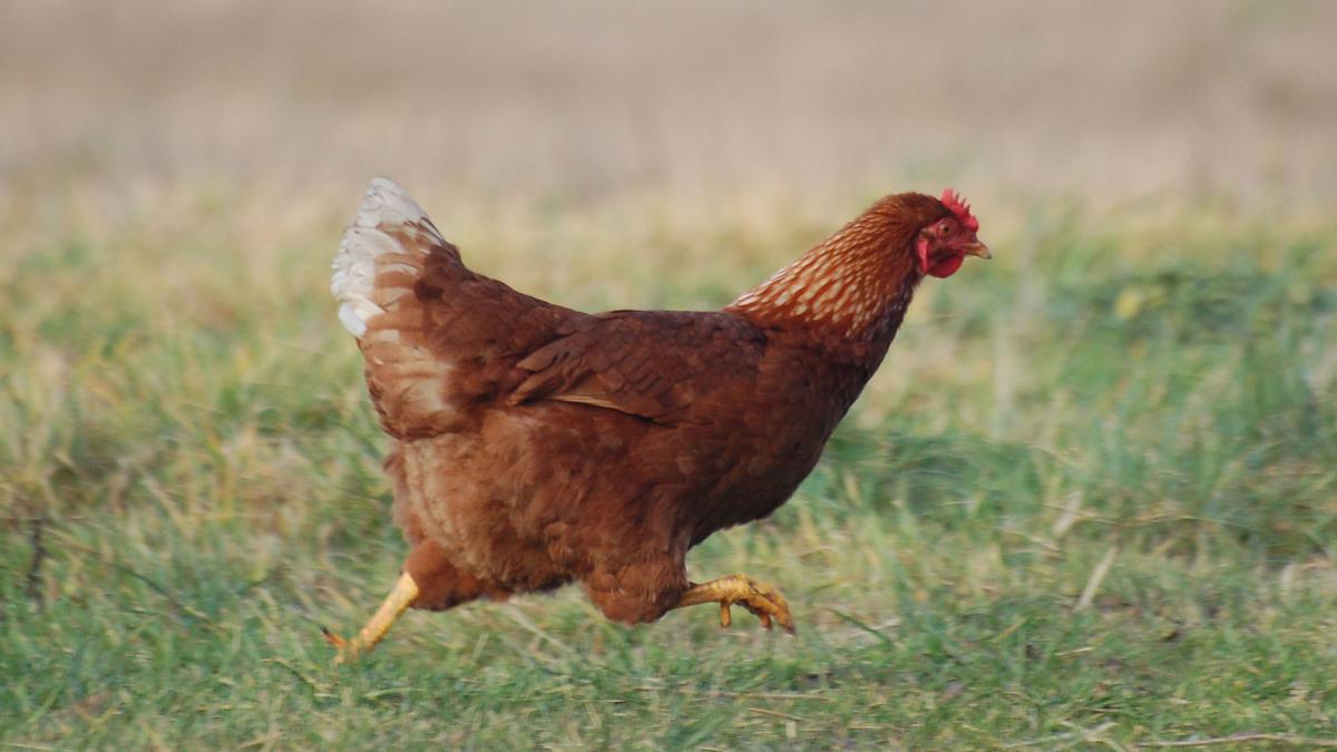 Hen 0001