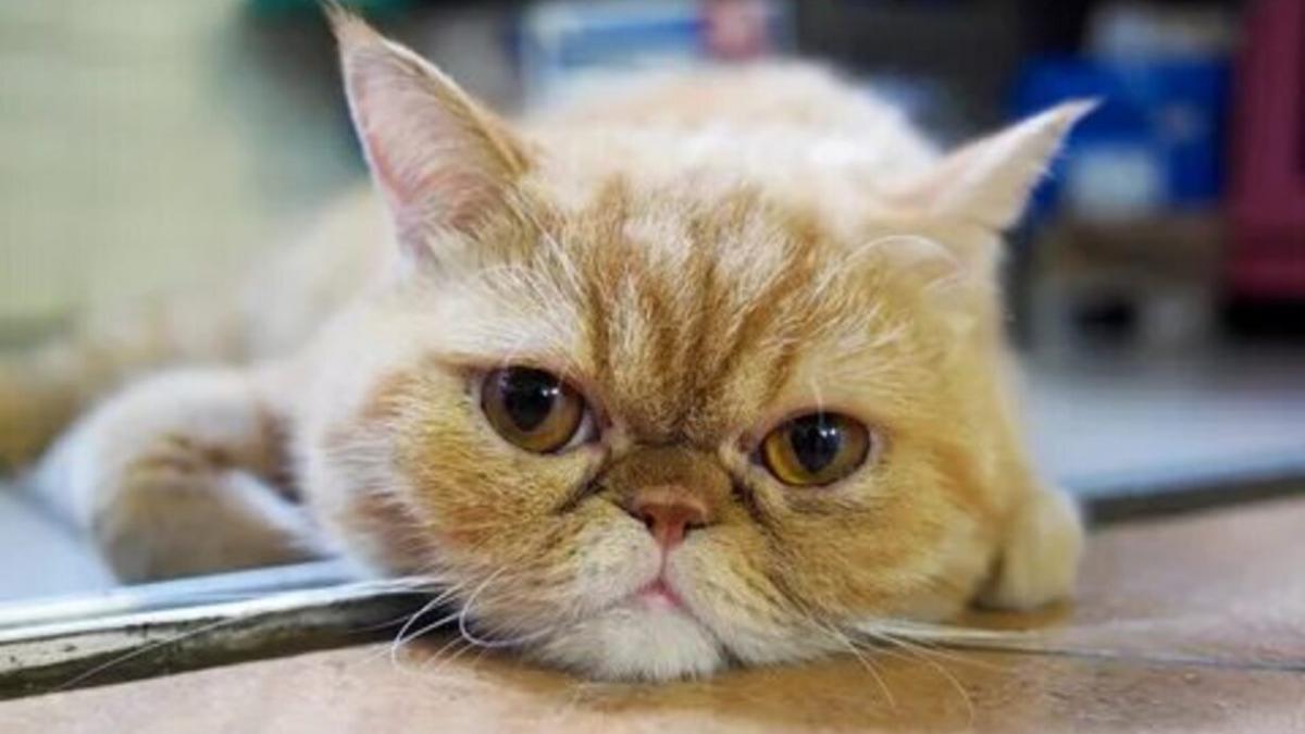 Кот Кот