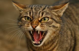 Кошки могут лаять, подражая собакам — объяснил зоопсихолог