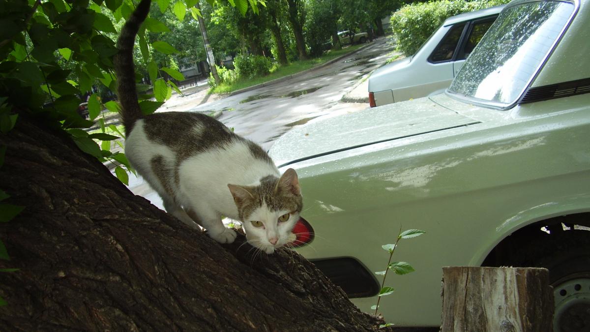 Кошка на дереве Кошка на дереве
