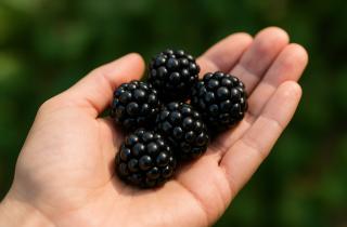 Ежевика укрепляет иммунитет и улучшает пищеварение