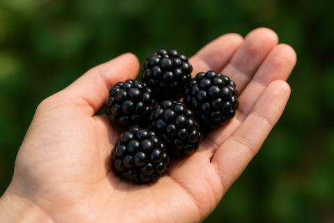 Ежевика укрепляет иммунитет и улучшает пищеварение