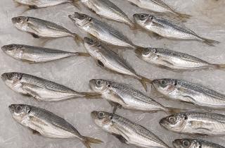 Уловы хамсы в Крыму выросли до 14,4 тысячи тонн — сообщили в Росрыболовстве