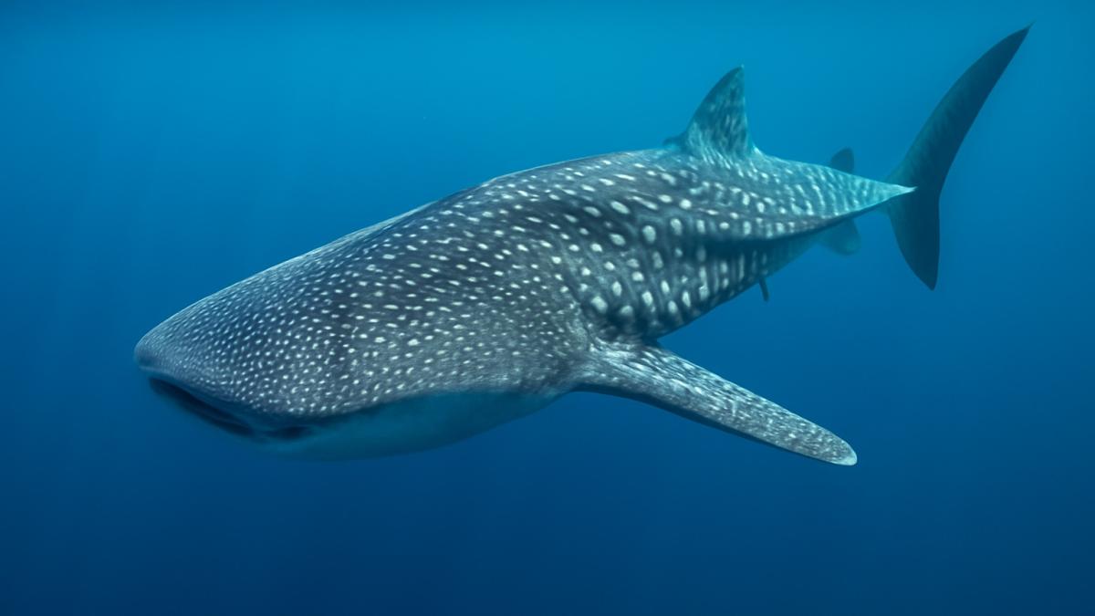 Китовая акула в океане