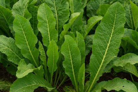 Хрен даёт новые побеги из обломков корней спустя годы — садоводы