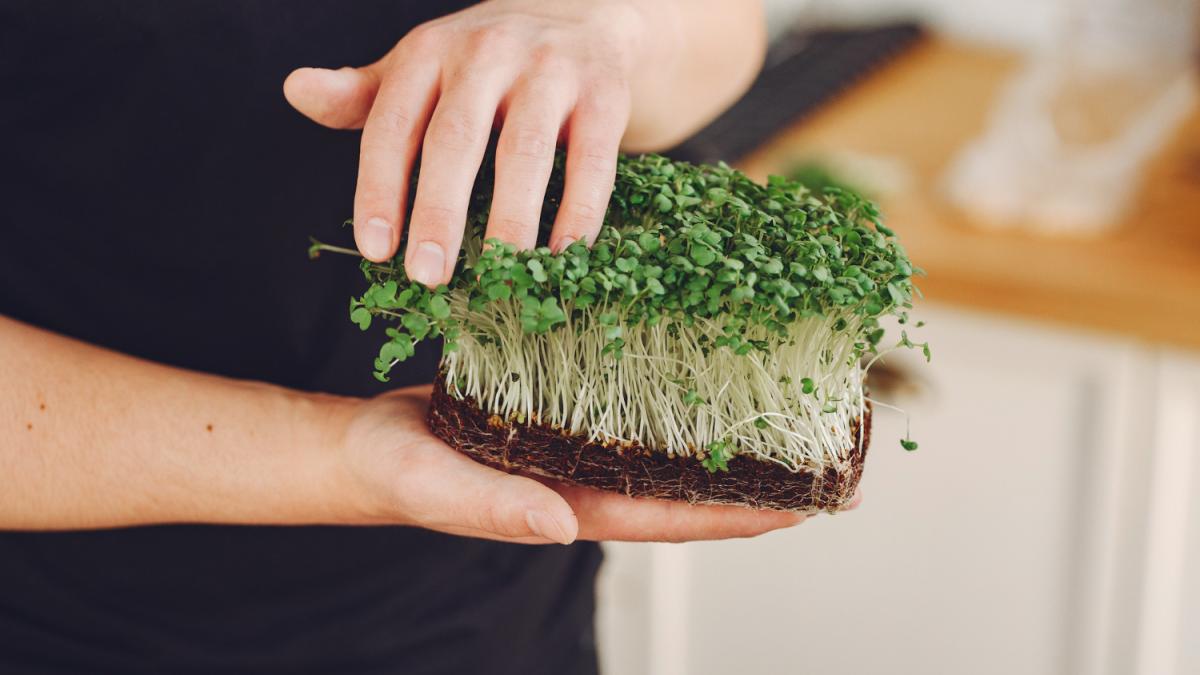 Микрозелень