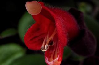 Помадное растение размножают черенками весной — House Digest