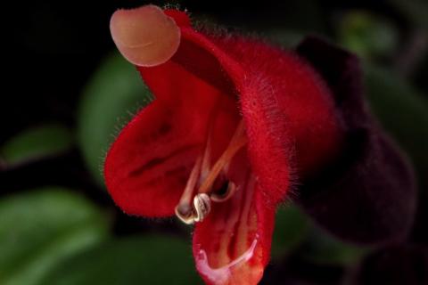 Помадное растение размножают черенками весной — House Digest