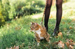Шлейка — ключ к свободе: простые решения для превращения прогулок в настоящие приключения для кошек