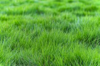 Газон весной: когда пора действовать, чтобы споры мха не захватили участок