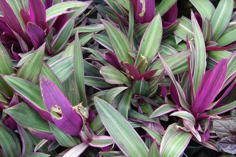 Традесканция наращивает побеги до 50 см за несколько месяцев — цветоводы