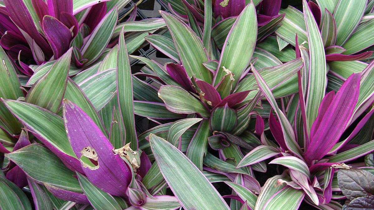 Традесканция комнатная