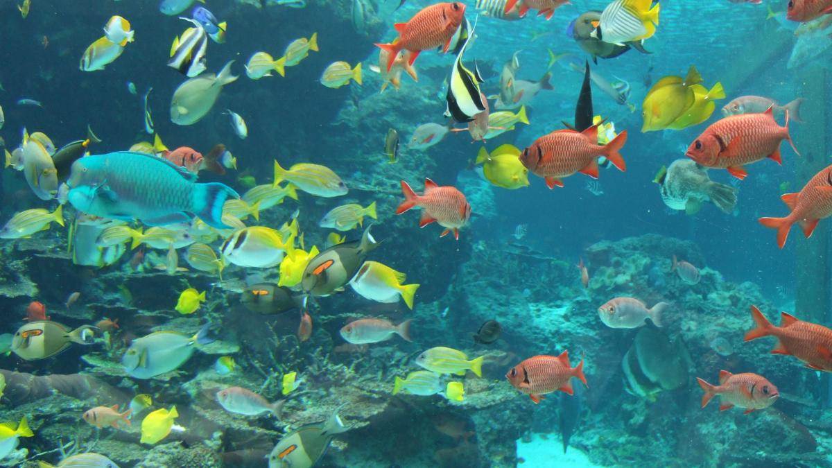 рыбки, аквариум