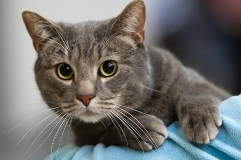 Кошка выбирает дистанцию, чтобы чувствовать контроль — зоопсихологи