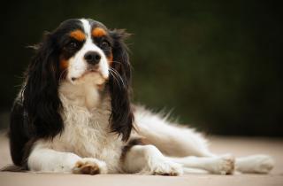 Чужая собака приближается и не отводит взгляд — как правильно себя повести