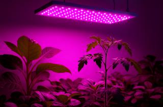 Красный свет от старых фитоламп признан вредным для глаз — Татьяна Жашкова