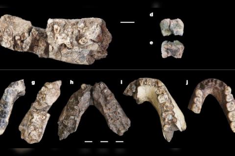 В Афаре нашли челюсть Paranthropus возрастом 2,6 млн лет — Nature