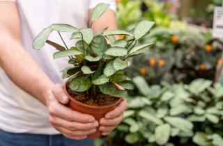 Поникшие листья без смены ухода указывают на холодный поток воздуха — House Digest