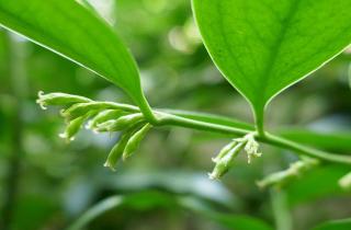 Растения проявляют материнскую заботу о потомстве — Сони