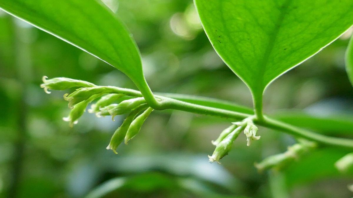 Саркококка