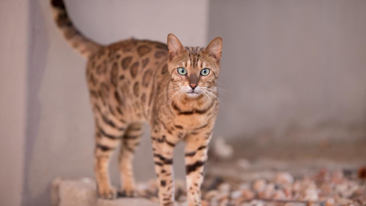 Бенгальская кошка