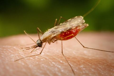 Врач предупреждает: эти симптомы после укуса комара нельзя игнорировать