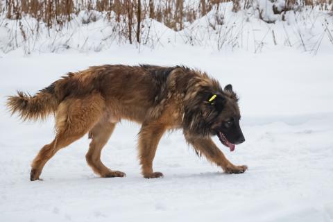 В Бердюжском районе введены ограничения после обнаружения бешенства у животных