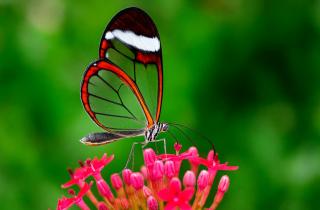 Учёные из Сингапура нашли ген, управляющий окраской крыльев бабочек — профессор Антония Монтейру