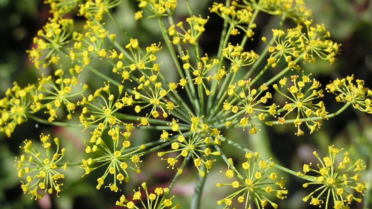 Укроп Anethum graveolens