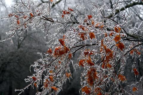 Модель cGENIE показала влияние морских экосистем на охлаждение климата